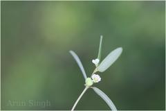 Euphorbia deccanensis